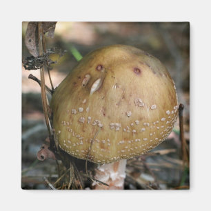 Champignons sauvages Nature Magnet Photo
