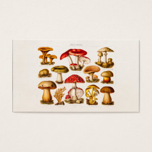 Champignons vintages de rouge de variété de