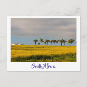 Champs de Canola Afrique du Sud Carte postale de p