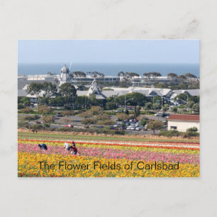 Champs de fleurs de Carlsbad carte postale