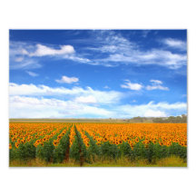 Champs de tournesol - élargissement de la photo