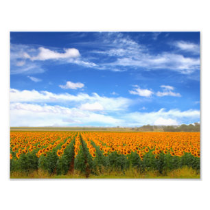 Champs de tournesol - élargissement de la photo
