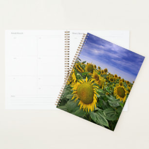 Champs de tournesols Californie