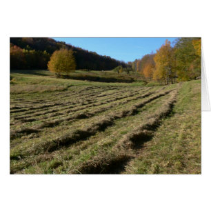 Champs fraîchement fauchés