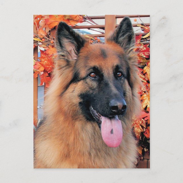 Chance - Langhaariges deutsches Schäferhirten-Foto Postkarte (Vorderseite)