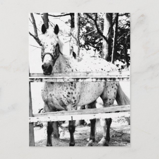 Chance Postkarte (Vorderseite)