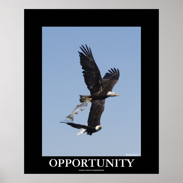 Chancen Bald Eagles Motivierend Foto Poster (Vorne)