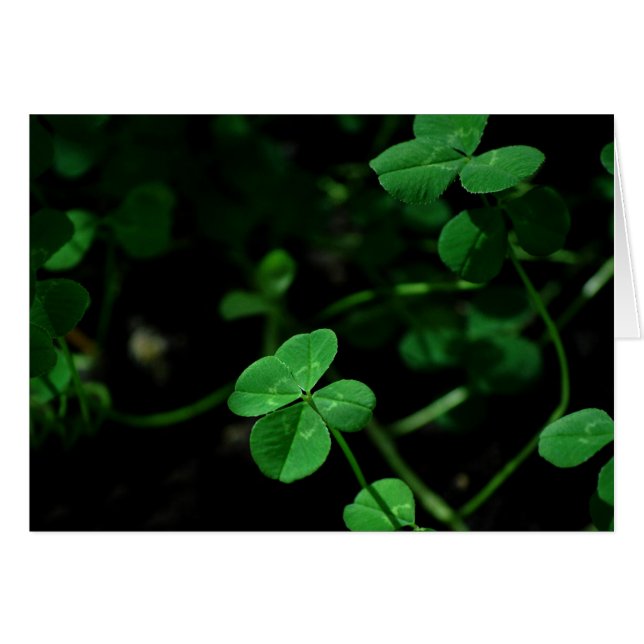 Chanceux (Devant horizontal)