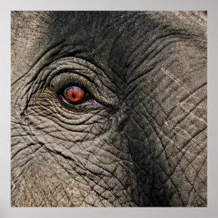 CHANG MAI ELEPHANT EYE POSTER