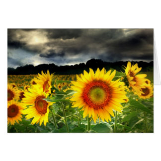 Changez par temps, carte de tournesol