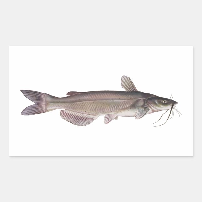 Channel Catfish - Süßwasserfischerei Rechteckiger Aufkleber (Vorderseite)