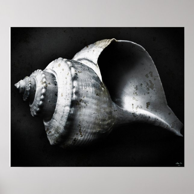 Channel Whelk Poster (Vorne)