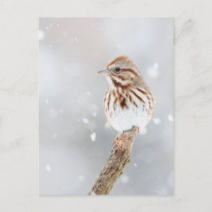 Chanson Sparrow sur la carte postale Photo Neige