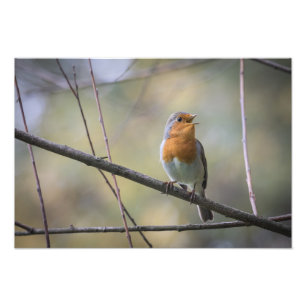 Chanter Robin Nature Photo
