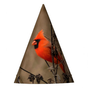 Chapeaux De Fêtes Beau Cardinal du Nord