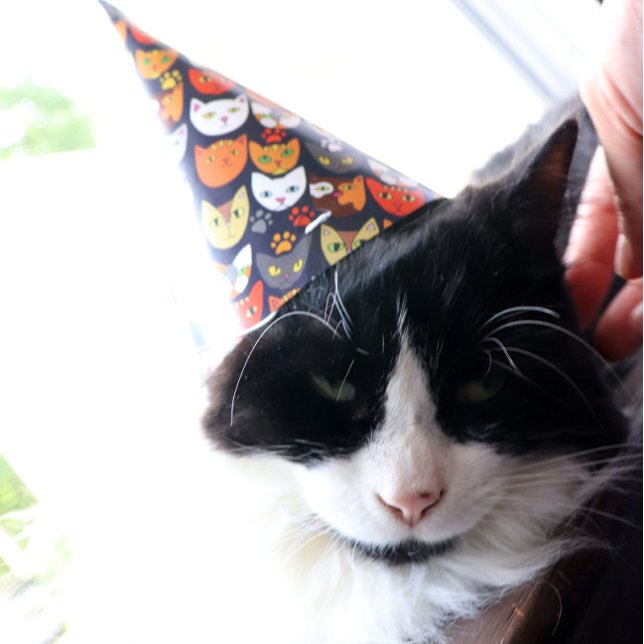 Chapeaux De Fêtes Fête du chat (Créateur téléchargé)