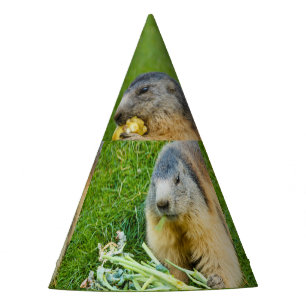 Chapeaux De Fêtes une marmotte sociable avec un Party Hat