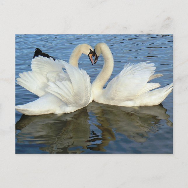 Chaperoned Swan Heart Love Postkarte (Vorderseite)