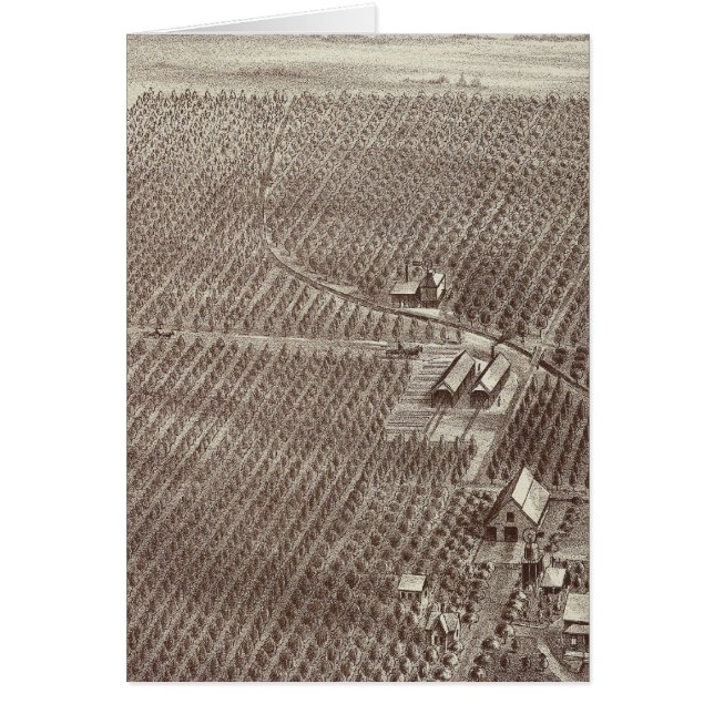 Chapin Obstranch (Vorne)