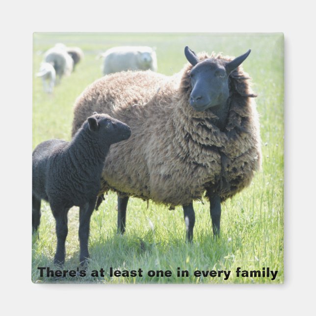 Chaque famille a un aimant de mouton noir (Devant)
