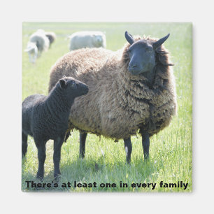 Chaque famille a un aimant de moutons noirs