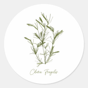 Chara Fragilis Meer-Inspiriert Runder Aufkleber