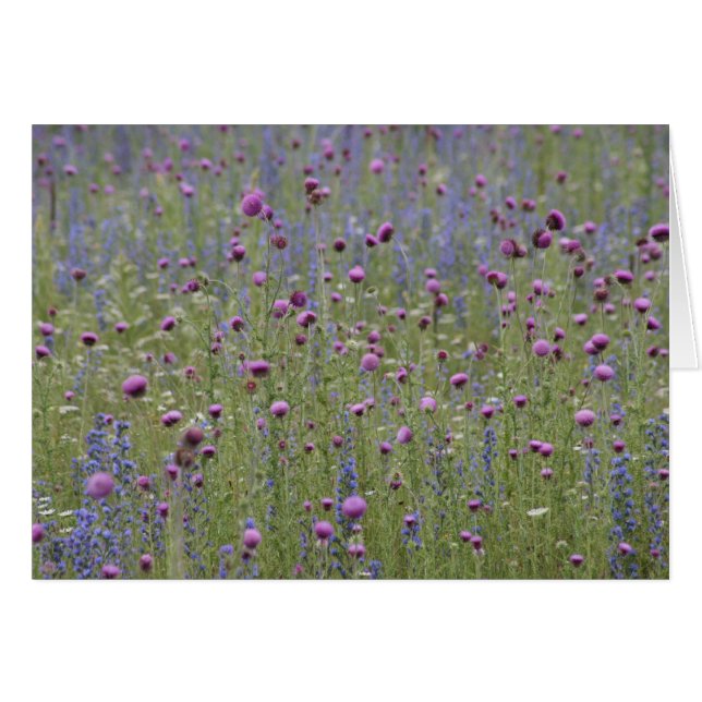 Chardon et fleurs sauvages de différends pourpres (Devant horizontal)