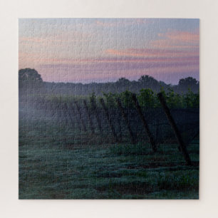 Chardonnay Vineyard Sunrise