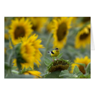 Chardonneret et tournesols - carte vierge