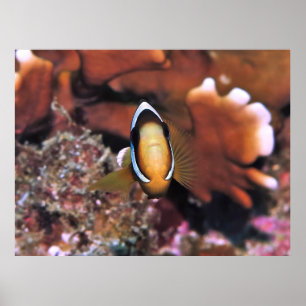 Charging Clownfish Poster