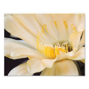 Charlemagne Echinopsis in Blüte Fotodruck
