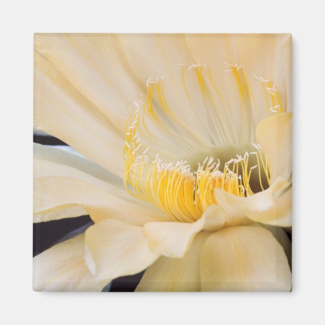 Charlemagne Echinopsis in Blüte Magnet (Vorne)