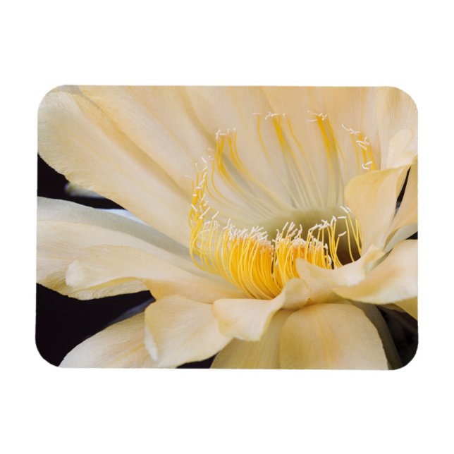 Charlemagne Echinopsis in Blüte Magnet (Horizontal)