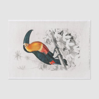 Charles Dessalines D' Orbigny | Toucan Seidenpapier