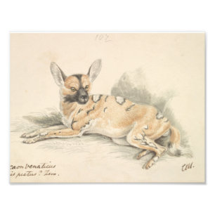 Charles Hamilton Smith - African Wild Dog Fotodruck