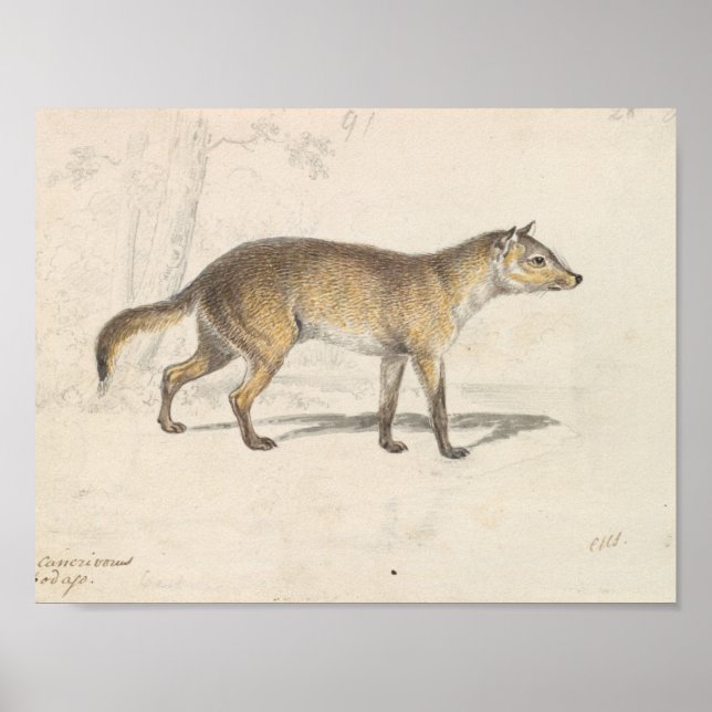 Charles Hamilton Smith - Crabodago Aguara Fox Poster (Vorne)