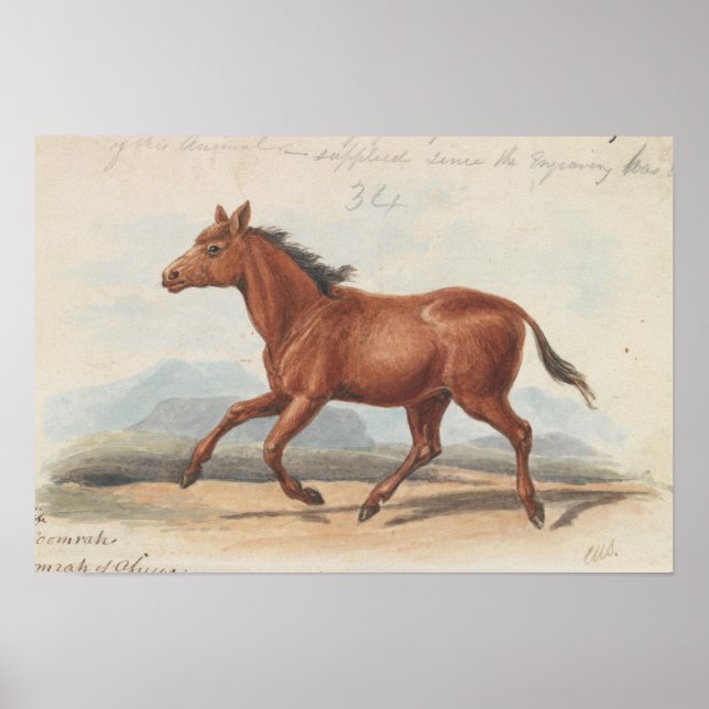Charles Hamilton Smith - Das Koomrah-Pferd Poster (Vorne)