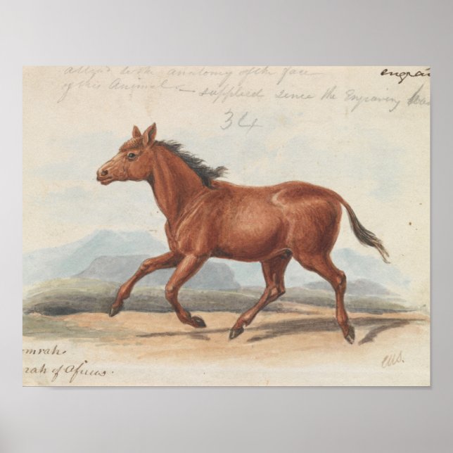 Charles Hamilton Smith - Das Koomrah-Pferd Poster (Vorne)