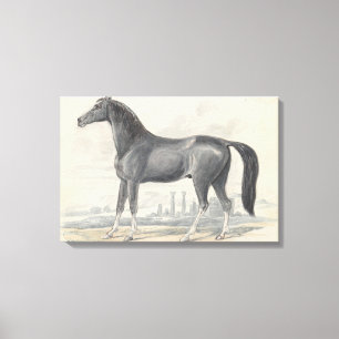 Charles Hamilton Smith - Dongola Horse Leinwanddruck