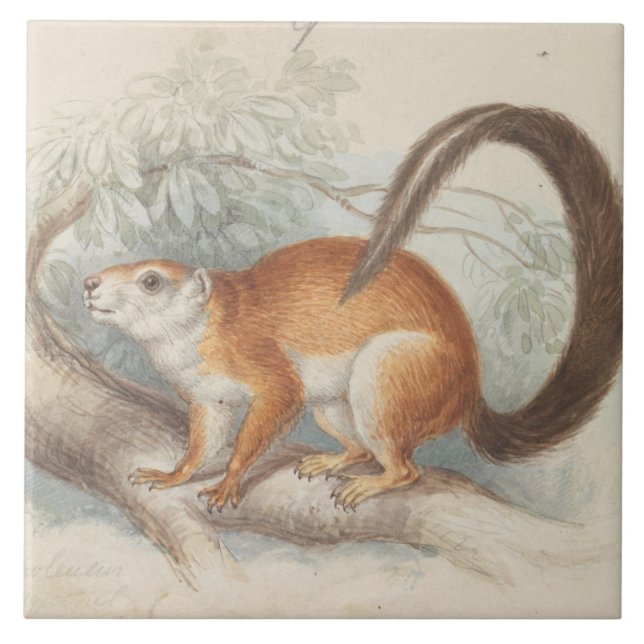 Charles Hamilton Smith - Duvaucel's Eichhörnchen Fliese (Vorderseite)