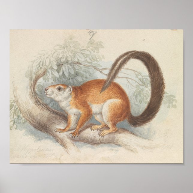 Charles Hamilton Smith - Duvaucel's Eichhörnchen Poster (Vorne)