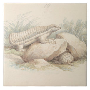Charles Hamilton Smith - Pink Fairy Armadillo Fliese