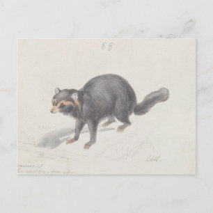 Charles Hamilton Smith - Procyon Cancrivorus Postkarte