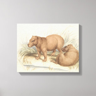 Charles Hamilton Smith - The Capybara Leinwanddruck