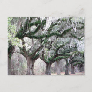 Charleston Oaks Postkarte