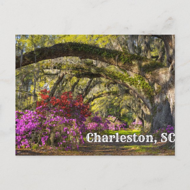 Charleston, South Carolina Frühjahr Botanischer Ga Postkarte (Vorderseite)
