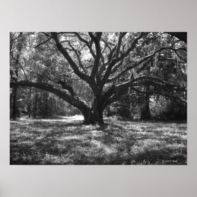 Charleston South Carolina Poster (Vorne)