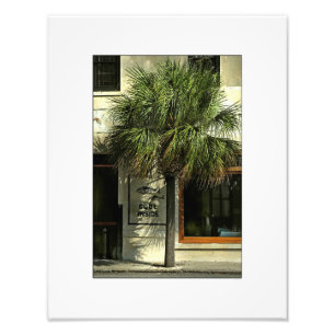 Charleston-Straße mit Palmetto-Baum Fotodruck