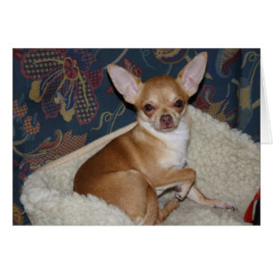 Charlie Chihuahua