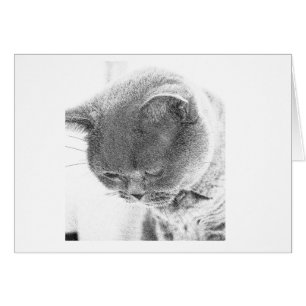 Charlie : Croquis de photo d'un chat bleu